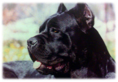 Alter Ego: cane Corso allevamento Del Murgese