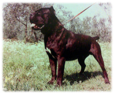 cane Corso Allevamento Del Murgese