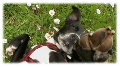 Macchia e le margherite