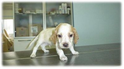 cucciolino che esplora il tavolo del veterinario