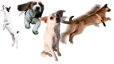 Cani in stato d'ansia da separazione: depressione, abbaio incontrollato, azione, disperazione Ansia da separazione