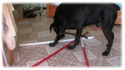 buck impegnato in un esercizio di coordinazione