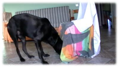 buck impegnato nella ricerca olfattiva