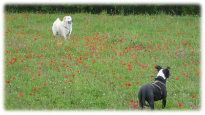 macchia e cassio sui prati in mezzo ai papaveri