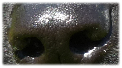 un naso di cane che annusa