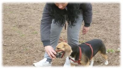 esercitazione con la museruola