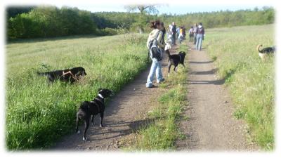 passeggiata in compagnia con i cani
