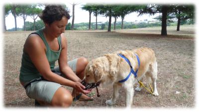 training con museruola
