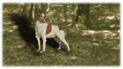 Ciro nella boscaglia Ciro nella boscaglia