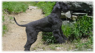 Hs-Ha: il caso Nerone schnauzer gigante